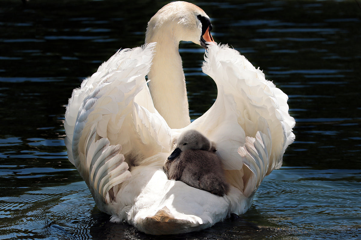 photo-wallpaper-mom-and-baby-swan