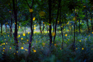 photo-wallpaper-magic-fireflies-x