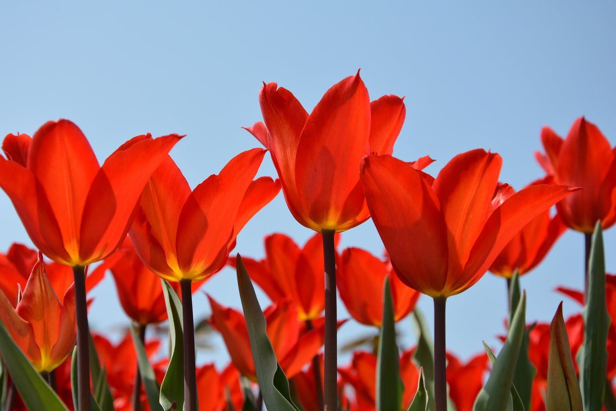 photo-wallpaper-red-tulips-xl