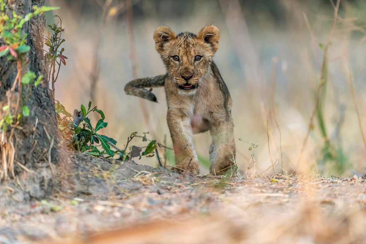 photo-wallpaper-cub-south-luangwa