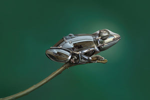 photo-wallpaper-frog