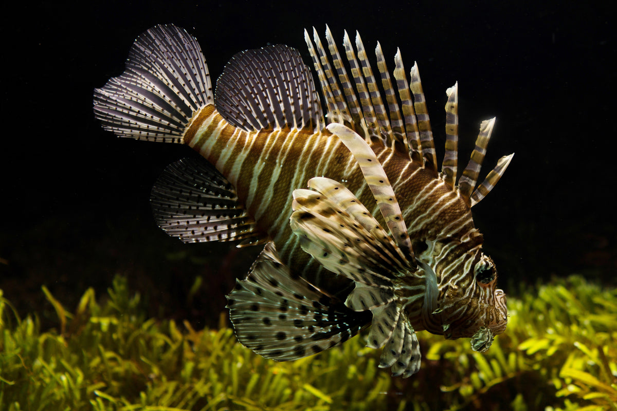 photo-wallpaper-lion-fish