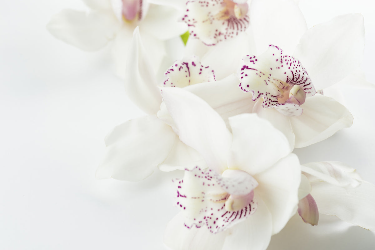 photo-wallpaper-fantastic-orchids