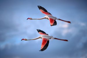 photo-wallpaper-greater-flamingos-x