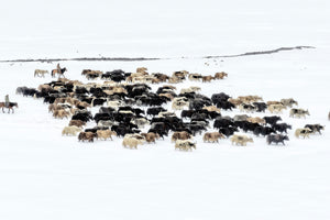 photo-wallpaper-yaks-in-snow