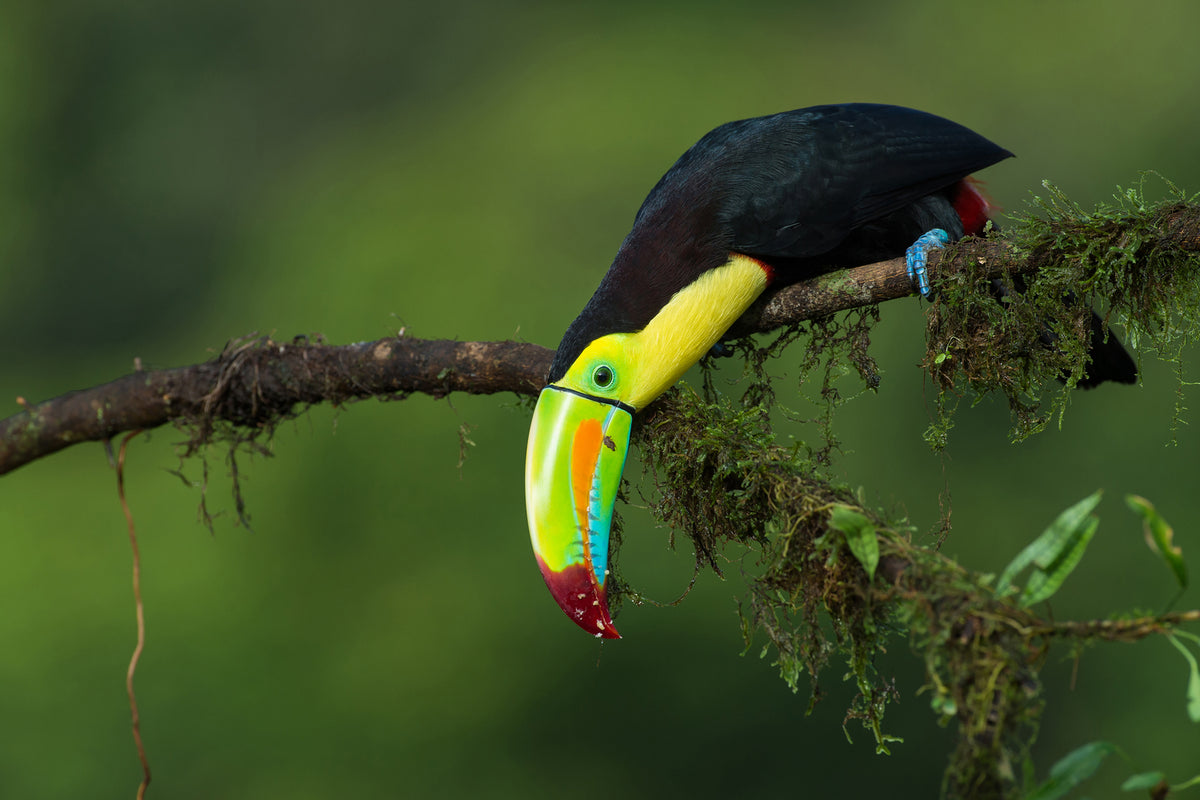 photo-wallpaper-the-colors-of-costa-rica