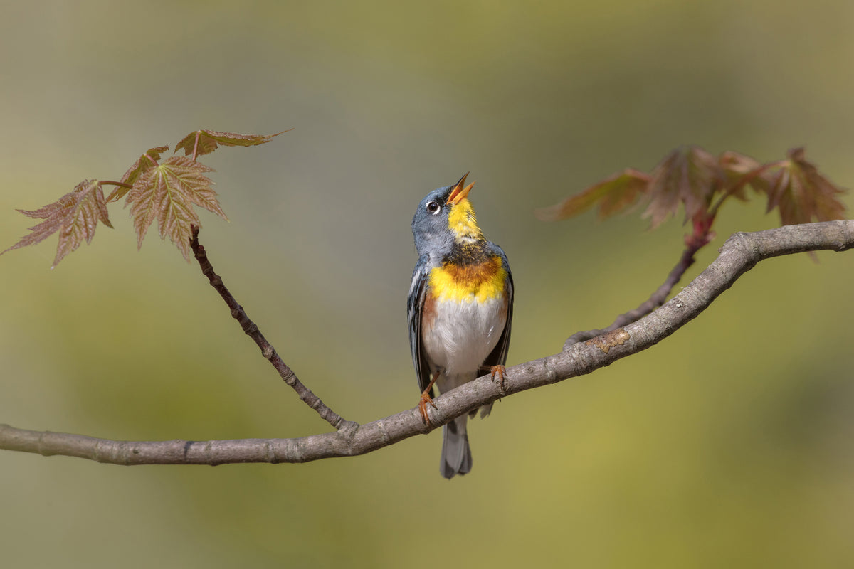 photo-wallpaper-parula-on-stage