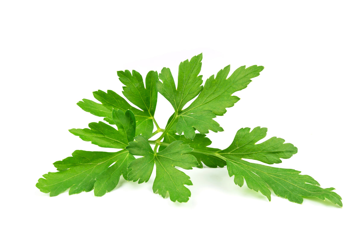 photo-wallpaper-leaves-of-parsley