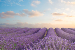 photo-wallpaper-the-blooming-lavender-field