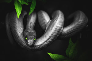 photo-wallpaper-attention-snake