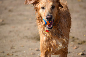 photo-wallpaper-wet-dog