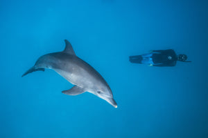 photo-wallpaper-dolphin-and-freediver