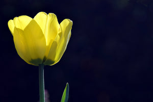 photo-wallpaper-glowing-tulip