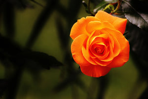 photo-wallpaper-the-blossom-of-the-rose