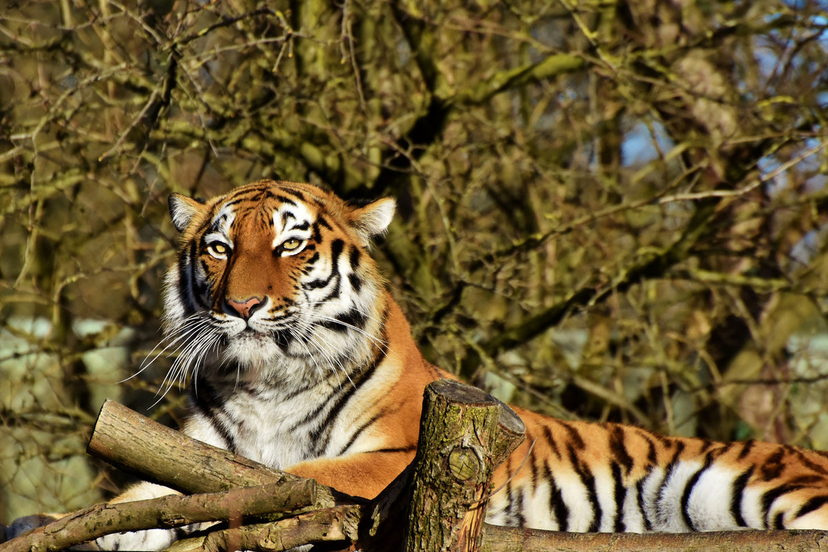 photo-wallpaper-proud-tiger