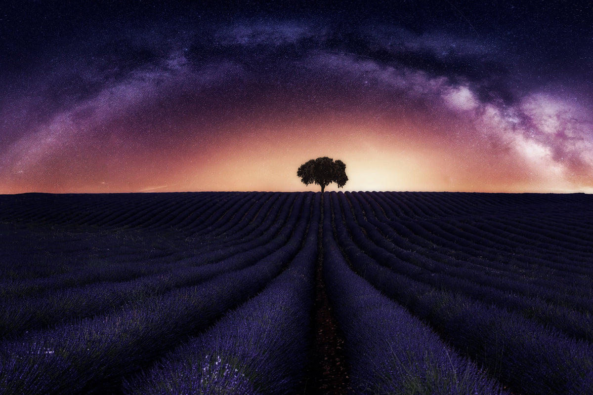 photo-wallpaper-my-lavander