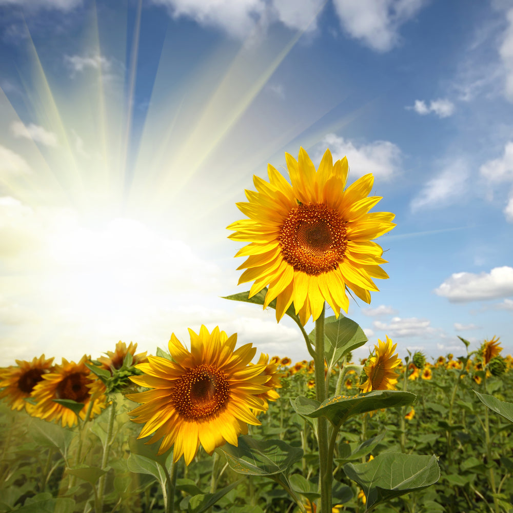 photo-wallpaper-sunflower-in-sunlight