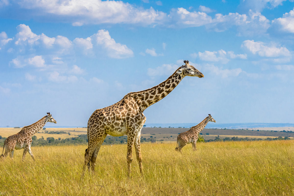 photo-wallpaper-trio-giraffes-x