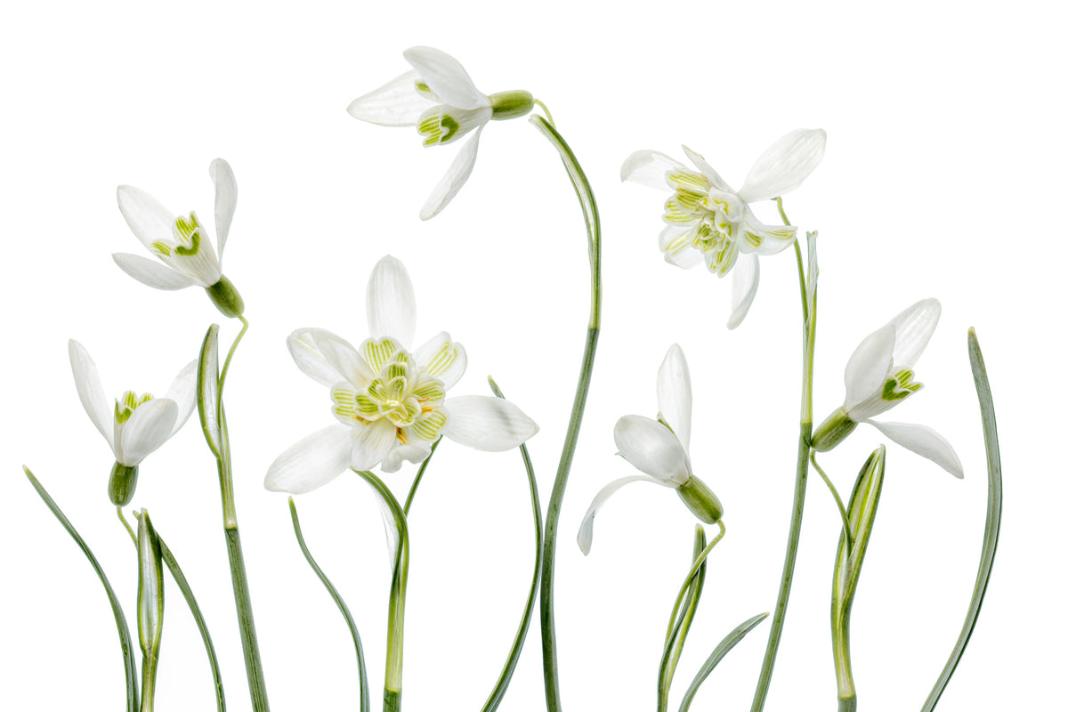 photo-wallpaper-spring-snowdrops