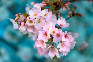 photo-wallpaper-close-up-flower