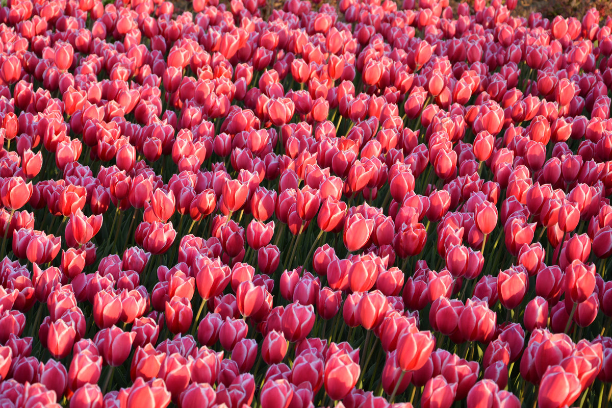 photo-wallpaper-lush-tulip-field