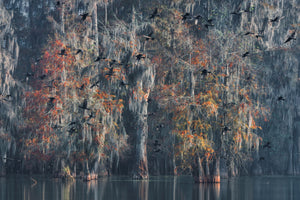 photo-wallpaper-louisiana-x