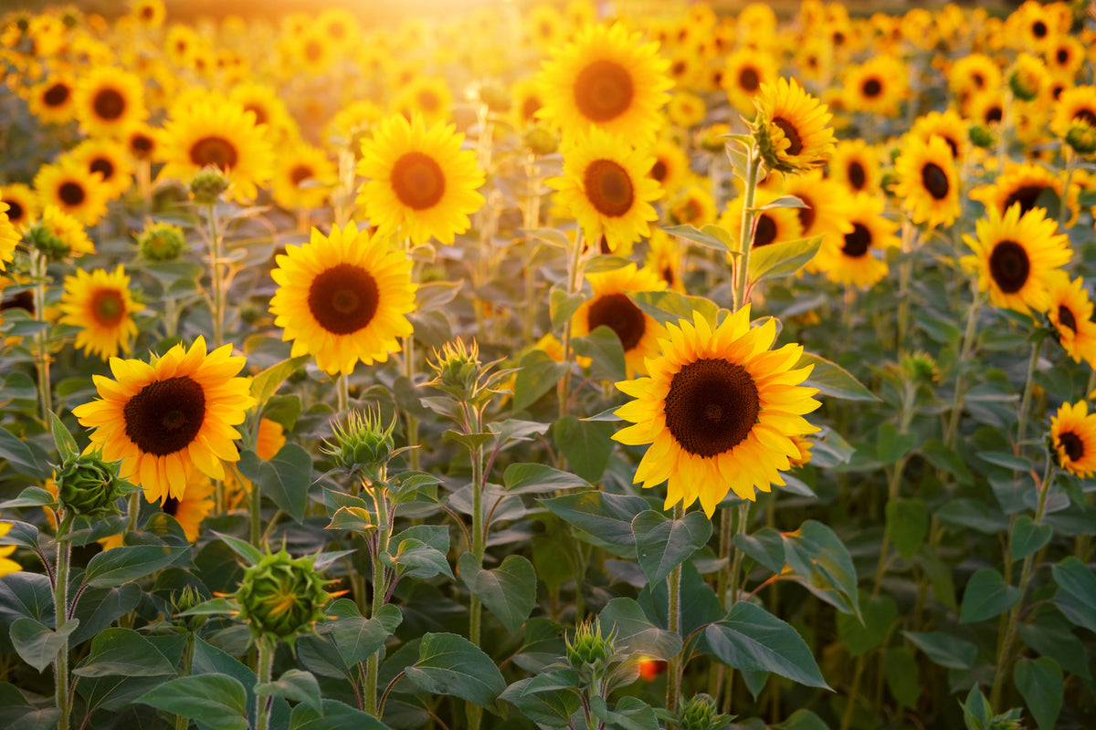 photo-wallpaper-sunflower-field