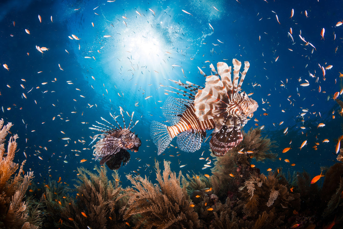 photo-wallpaper-lionfish-ii