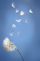 photo-wallpaper-dandelion-xl