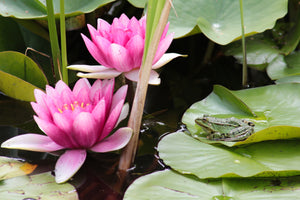 photo-wallpaper-the-frog-in-the-protection-of-water-lilies