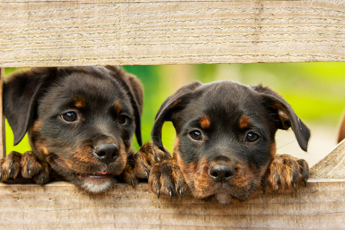 photo-wallpaper-2-rottweiler-puppies