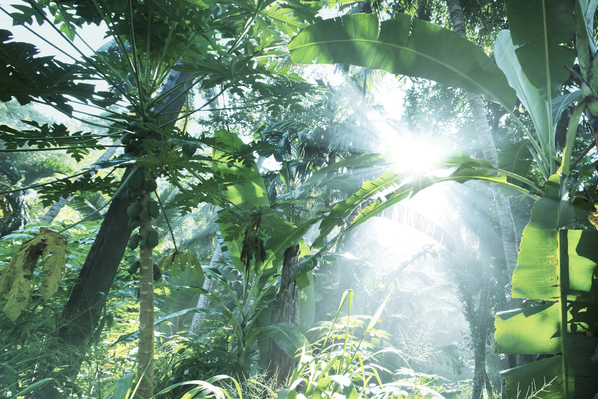 photo-wallpaper-jungle-star