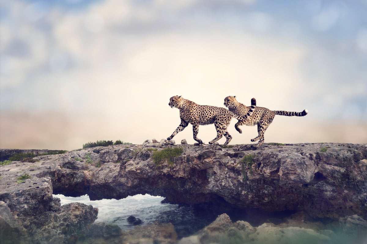 photo-wallpaper-two-cheetahs