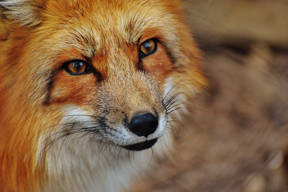 photo-wallpaper-the-fox