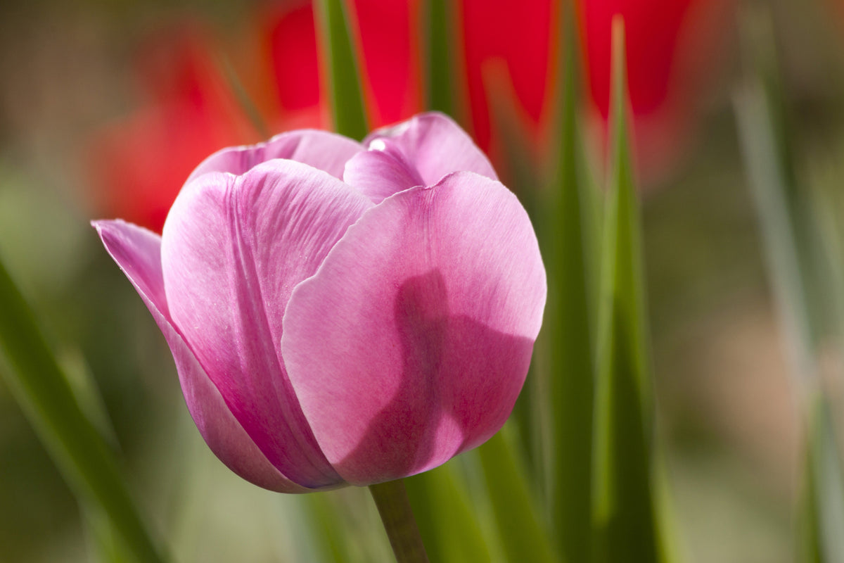 photo-wallpaper-tulip-pretty-in-pink