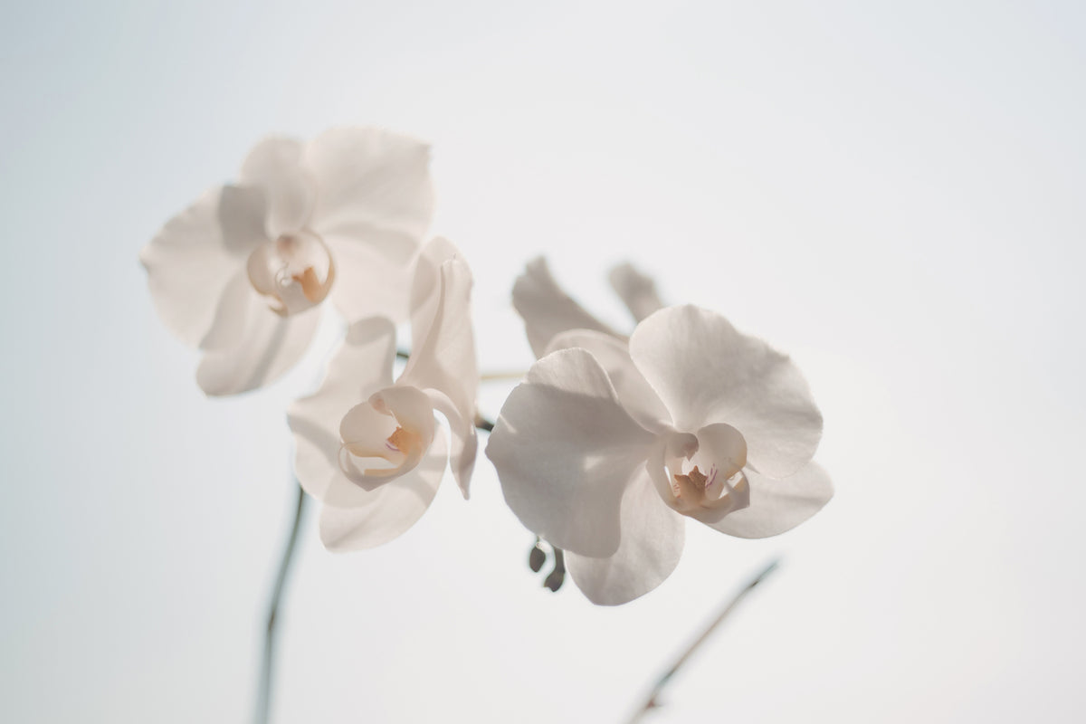 photo-wallpaper-graceful-orchids