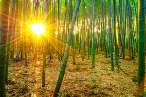 photo-wallpaper-bamboos