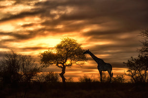 photo-wallpaper-african-dreams