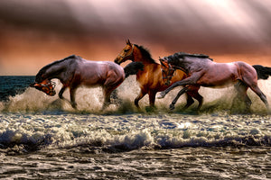 photo-wallpaper-freedom-for-horses