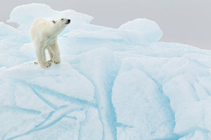 photo-wallpaper-polar-bear-on-iceberg-x