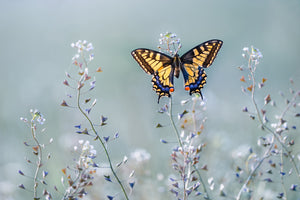 photo-wallpaper-swallowtail-beauty