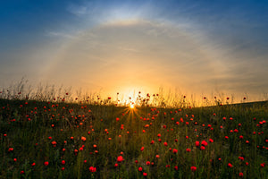 photo-wallpaper-red-poppies-and-sunrise