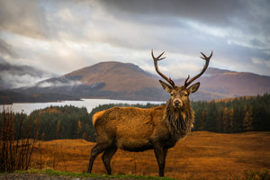 photo-wallpaper-scottish-stag