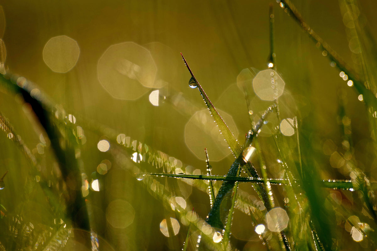 photo-wallpaper-dew-in-the-morning