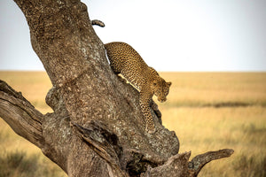 photo-wallpaper-leopard-serengheti-tanzania