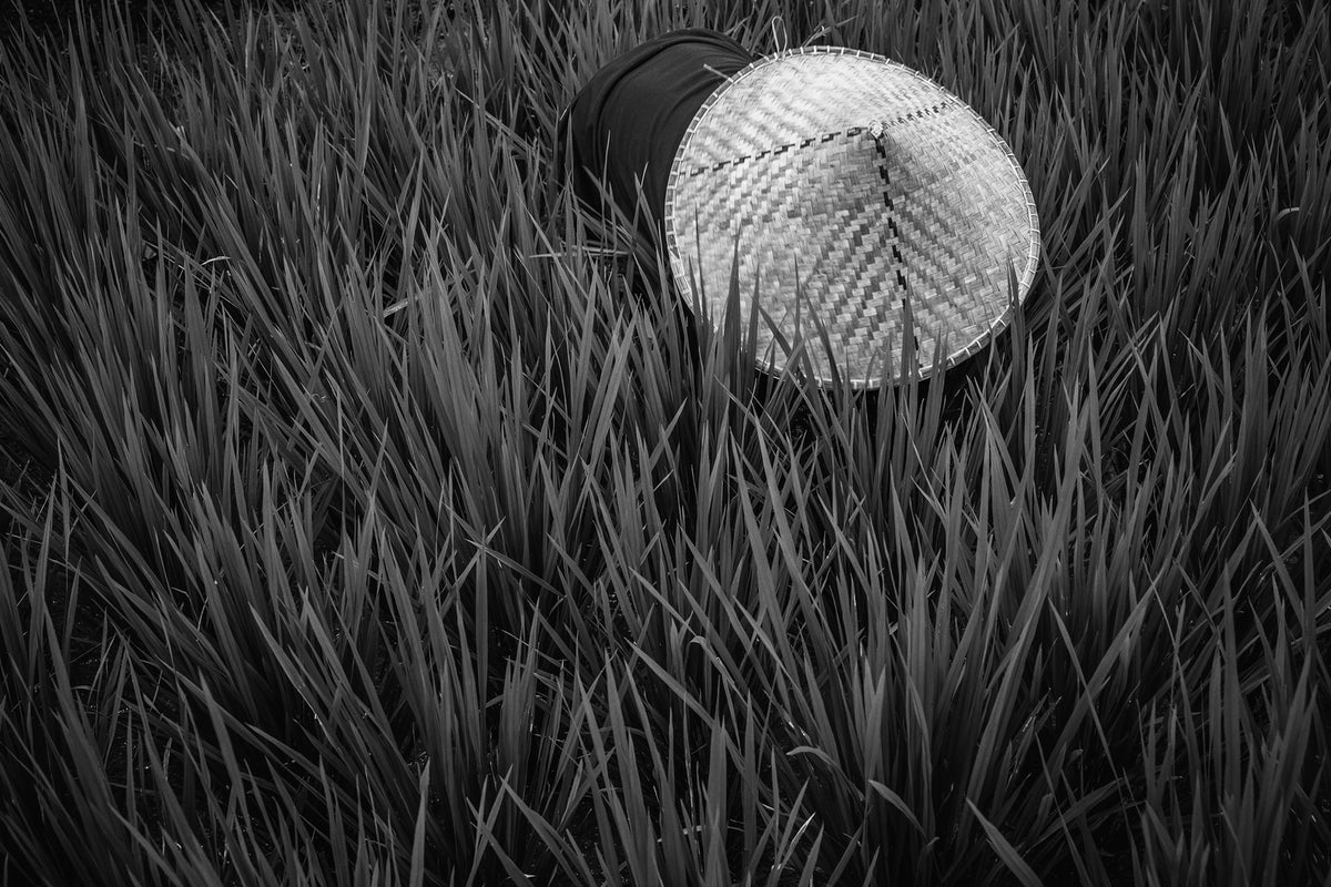 photo-wallpaper-rice-fields-in-bw