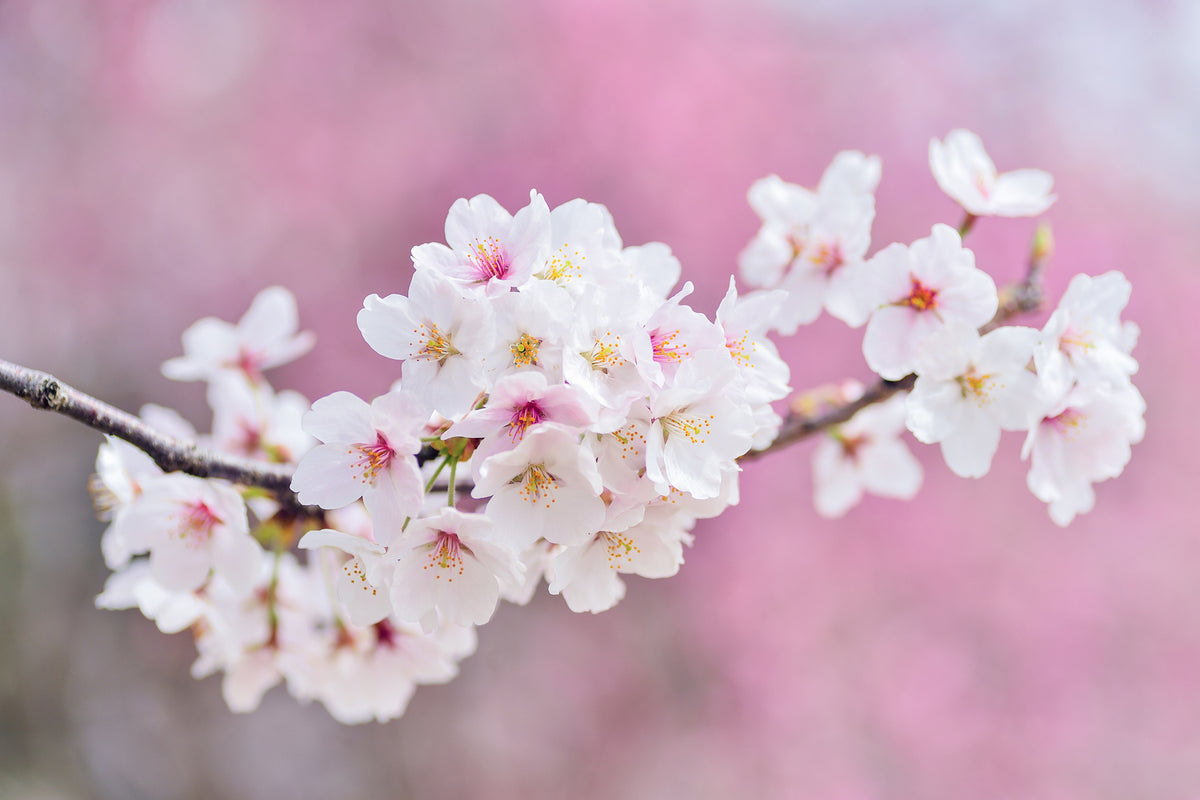 photo-wallpaper-cherry-blossoms-xxl