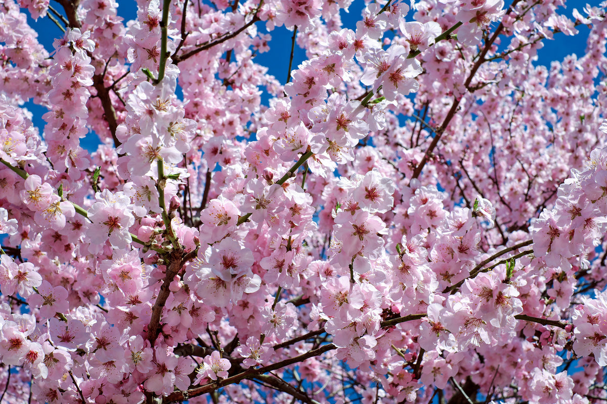 photo-wallpaper-the-japanese-cherry