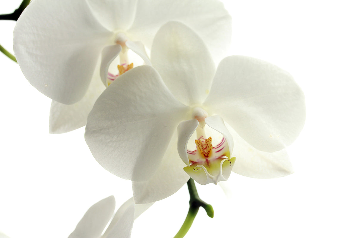 photo-wallpaper-orchids-bloom