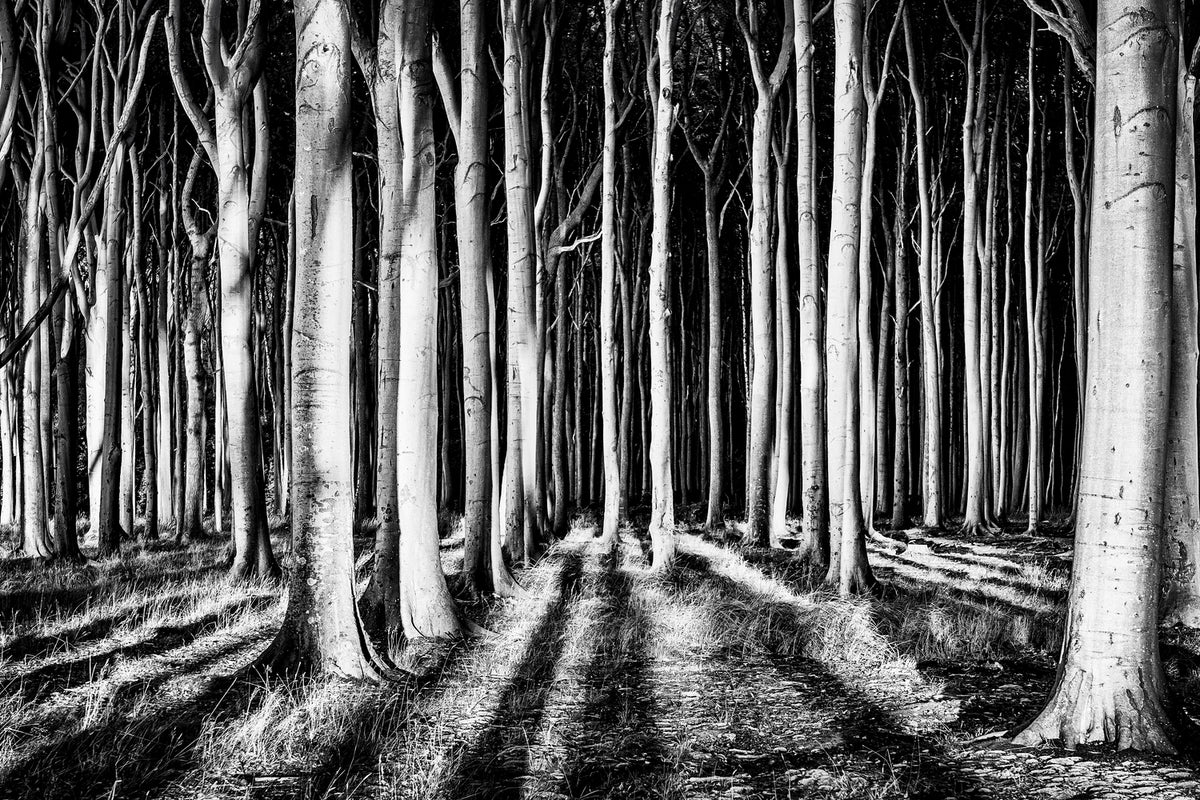 photo-wallpaper-ghost-forest